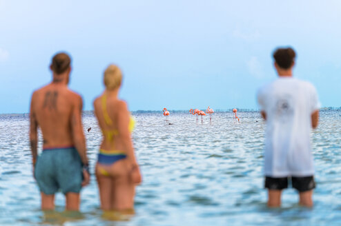 Isla Holbox Flamingos